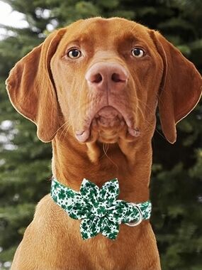NWT Mr. Chubbyface St. Patrick’s Day Dog Collar Set - Size XL + Removable Flower
